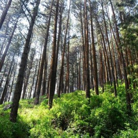 Environment